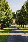 The shady drive leading to the farmyard cafe and country guest house Varus Deele near Kalkriese