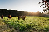 Pferde auf der Weide an der Wehrendorfer Bergstrasse, vor Bad Essen
