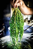 Cooked Turkish glasswort lettuce