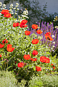 Flowering corn poppies in sunny garden