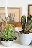 Sukkulente in Silberschale und Kaktus in hellgrau glänzendem Porzellantopf