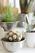 Kaktus in Silberschale