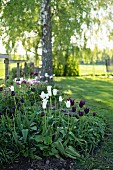 weiße und dunkelviolette Tulpen in sonnigen Garten ('White Triumphator' und 'Königin der Nacht')