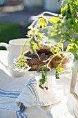 Geraniums and cow parsley in front of pastries and jug on garden table