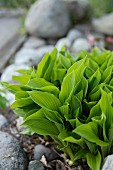 Hosta in garden