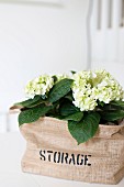 White hydrangea in printed linen sack