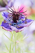 Violett blühende Jungfer im Grünen (Nigella damascena)