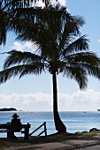 A view of a palm tree and the open sea, Noosa, Australia