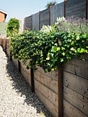 Hochbeet aus Holzbrettern entlang dem Gartenzaun, mit blühenden Blumen