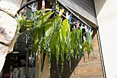 Wakame Algen für Konbu Dashi zum Trocknen aufgehängt