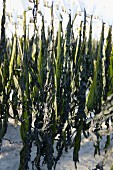 Wakame Algen zum Trocknen aufgehängt, halb getrocknet