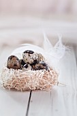 Quail's eggs in a next of hay with a feather