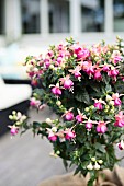 Flowering potted fuchsia