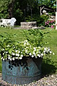 Rustikaler Metallbehälter mit Petunien und Kartoffelpflanze in sonnenbeschienenem Garten