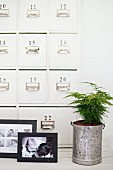 Black and white family photo and house plant in metal pot in front of apothecary cabinet