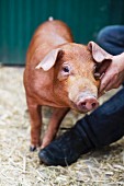 Ein Duroc Baby Schwein, Fleischerei Heyer in Werdau