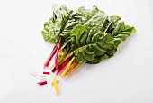 Colourful chard on a white surface