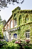 Blühender Busch in sommerlichem Garten eines traditionellen Wohnhauses mit berankter Fassade