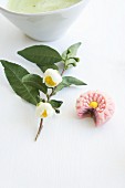 Wagashi Chrysantheme (Kiku) neben blühendem Teeblätterzweig und Matchatee