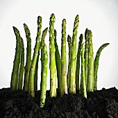 Green asparagus spears in the ground