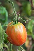 Tomate an der Pflanze (Close Up)