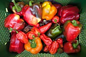 Various peppers in a crate