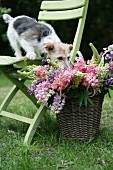 Dog standing on garden chair sniffing basket of cut lupins