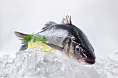 A fresh catfish on ice