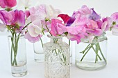 Sweet peas in shades of pink in various glass vases