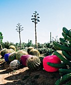 Colourful pouffes in landscape with large cacti