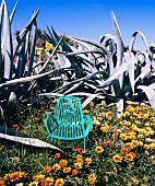 Turquoise outdoor armchair amongst desert flowers and agaves