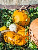 Various pumpkins in a garden