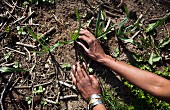 Hands picking fresh greens on a farm