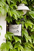 Sign and wall-mounted lamp on climber-covered façade of house