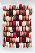 A rectangle of colourful macaroons