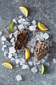 Fresh, raw oysters with ice cubes and slices of lemon and lime