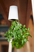 Green leafy plant growing in white plant pot hanging upside down