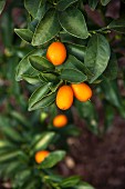 Kumquats on a tree, close-up