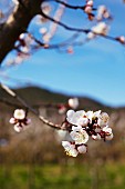 Marillenblüte in der Wachau, Österreich (blühender Aprikosenbaum)