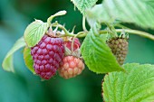 Rip and unripe raspberries on a plant (close-up)