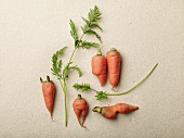 Small organic carrots (seen from above)