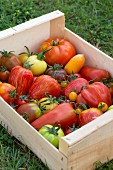 Heirloom tomatoes in a crate on grass