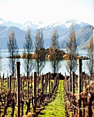 Vineyard in Central Otago, New Zealand
