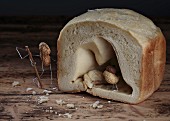A peanut bird hiding in bread cave with a hunter waiting outside