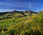 Blühender Ginster inmitten von Weinbergen bei Brinas (La Rioja, Spanien)