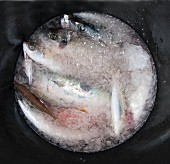 Frische Fische im Eis
