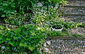 Sweet woodruff in herb bed