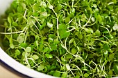 A bowl of fresh cress