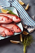 Fresh red snapper with dill and lemons