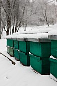Snow-covered, sealed bee hives in snowy landscape